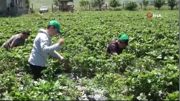 Yonca yerine ekti şimdi paraya para demiyor. Beyin ve kalp sağlığa birebir 2